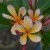 Frangipani Obtusa "Darwin Little Rainbow" DWARF