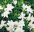 Gardenia radicans flowers