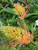 Grevillea Loopy Lou