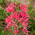Grevillea Canberra Gem flowers from winter to summer and is suitable for screening and hedges.