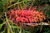 The flower of Grevillea Ned Kelly