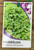 Front of Variegated Brunfelsia plant tag.
