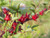 Rosella Hibiscus Sabdariffa