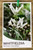 White Candles Whitfieldia longifolia is available at Princess Fancy-Plants in Chandler.