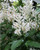 White Candles Whitfieldia longifolia