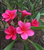 Frangipani  Hot Pink Plumeria Rubra
