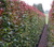 Acmena Purple Rain makes a fabulous native hedge.