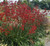 Kangaroo Paw Landscape Scarlet Anigozanthos.  Tall and Tough.