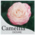 camellia japonica Desire