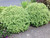 Pittosporum tenuifolium Golfball Pittosporum tenuifolium Golfball