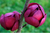 Magnolia Black Tulip