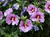 Single Mauve Hibiscus Syriacus