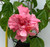 The stunning double flower of Mrs George Davis.