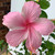 Fantasia Hibiscus available from Princess Fancy-Plants in Chandler.