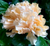 Mrs Andreasen Peaches and Cream Hibiscus Rosa-sinensis