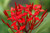 Ixora Williamsii.  San Dan Flower.