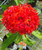 Ixora Williamsii.  San Dan Flower