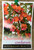 Australian Flame Pea Chorizema Cordatum  NATIVE