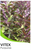 Vitex Trifolia Purpurea is available from Princess Fancy-Plants Chandler.  Purple Chaste Tree.