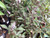 Vitex Trifolia Purpurea.  Purple Chaste Tree.