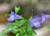 Koala Bells Artanema Fimbriatum