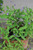 Koala Bells Artanema Fimbriatum