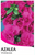 Azalea Violacea