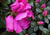 Azalea Violacea