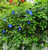 Butterfly Pea is available at Princess Fancy-Plants, a retail garden centre in Chandler, Brisbane.
