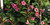 Jamaican Bell Flower Portlandia Grandiflora
