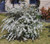 Double Flowering May Spiraea cantoniensis
