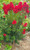 Crepe Myrtle Lagerstroemia Enduring Summer Red