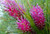 The unusual, bright pink flowers of Grevillea Panrock Princess, an Australian Native.