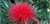 Red Powder-Puff Calliandra haematocephala.  Crimson Pom Pom.