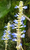 Salvia uliginosa Bog Sage