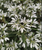 Snowflake Euphorbia leucocephala