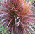 Colorama Dracaena marginata