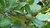 Native Gardenia Atractocarpus fitzalanii.  australian native randia fitzalanii