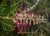 GREVILLEA LANA MAREE
