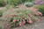 GREVILLEA LANA MAREE