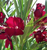 Oleander Monrovia Red