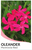 Oleander Monrovia Red