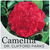 Camellia Dr Clifford Parks