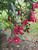 Cardinal Creeper is suitable for fences and pergolas.