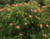 Grevillea Peach Melba in bloom.