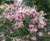The flowers of Grevillea sericea pink.