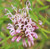 Grevillea sericea pink