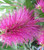 Callistemon “Fluro Burst”