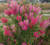 Callistemon “Fluro Burst”