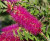 Callistemon citrinus Mauve Mist.